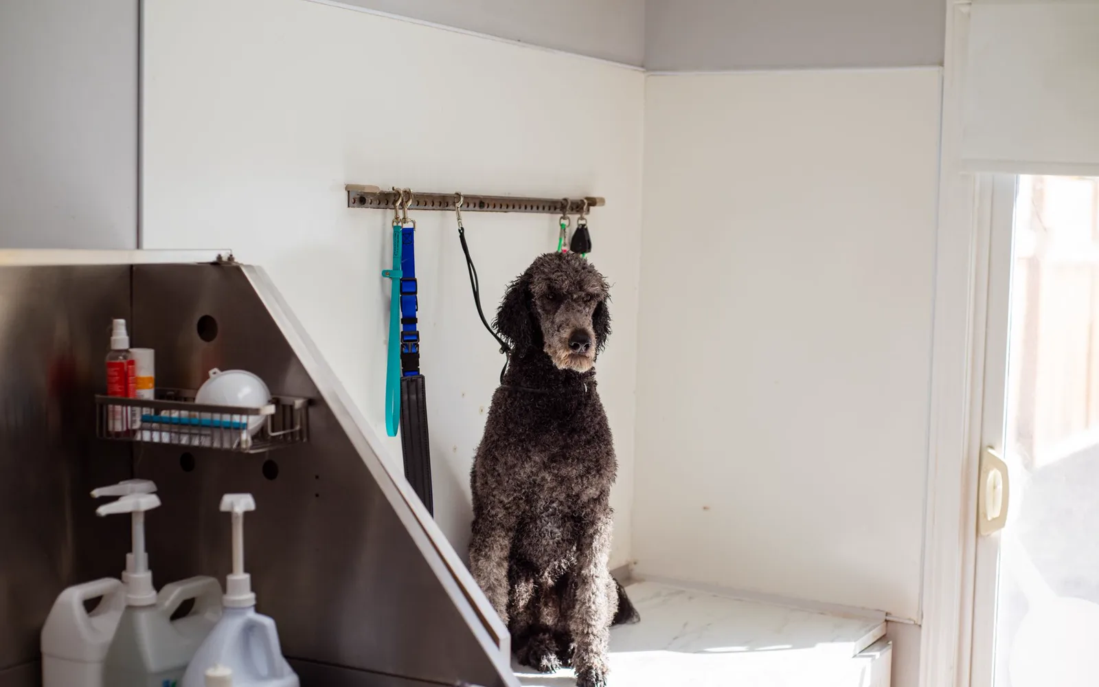 Toiletteur animalier séchant un caniche dans un salon lumineux et propre