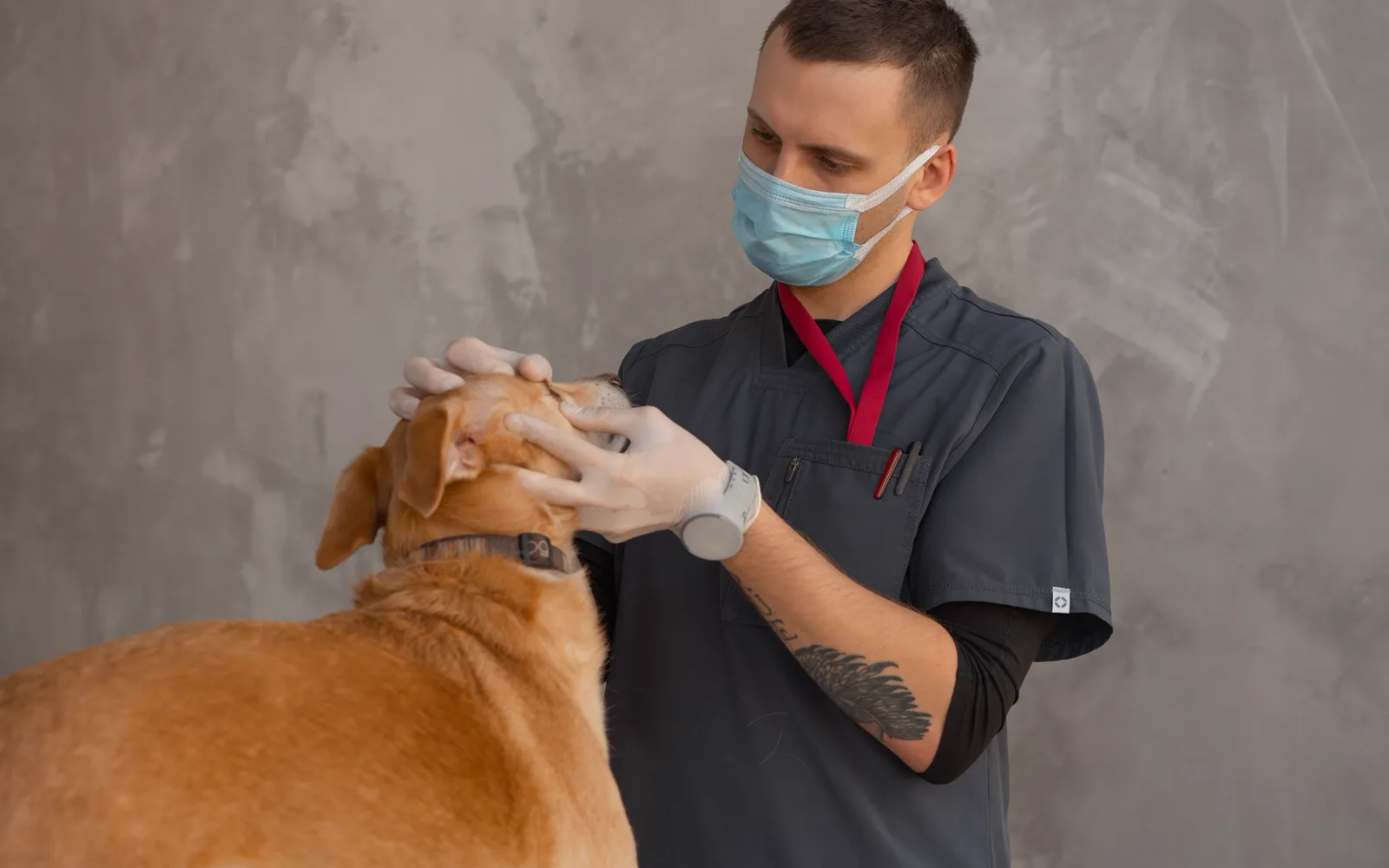 Vétérinaire examinant un chien dans une salle de consultation lumineuse