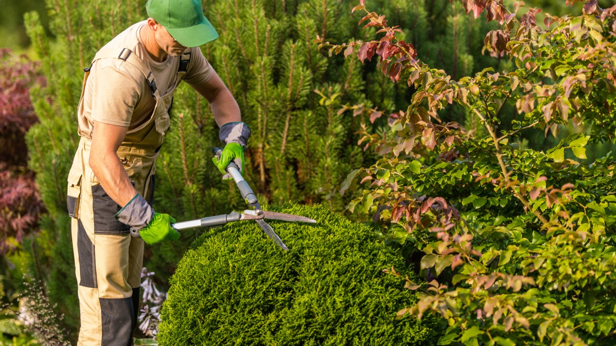 Entretien d’espaces verts au sécateur