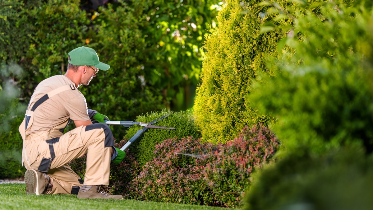 Jardin paysager taillé avec soin