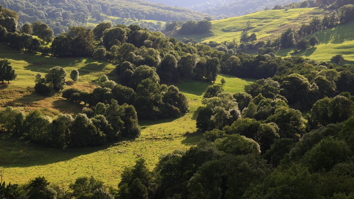 Bocage verdoyant du Cantal