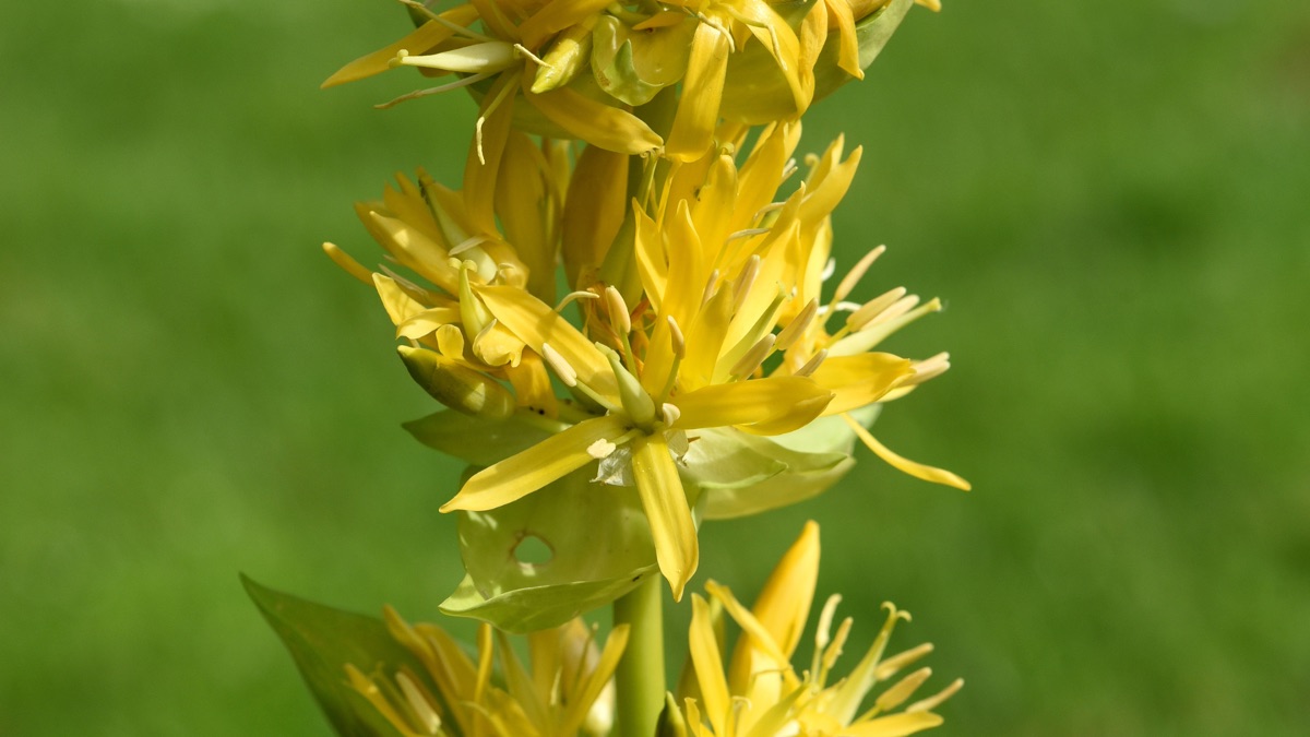 Fleur de gentiane jaune du Cantal