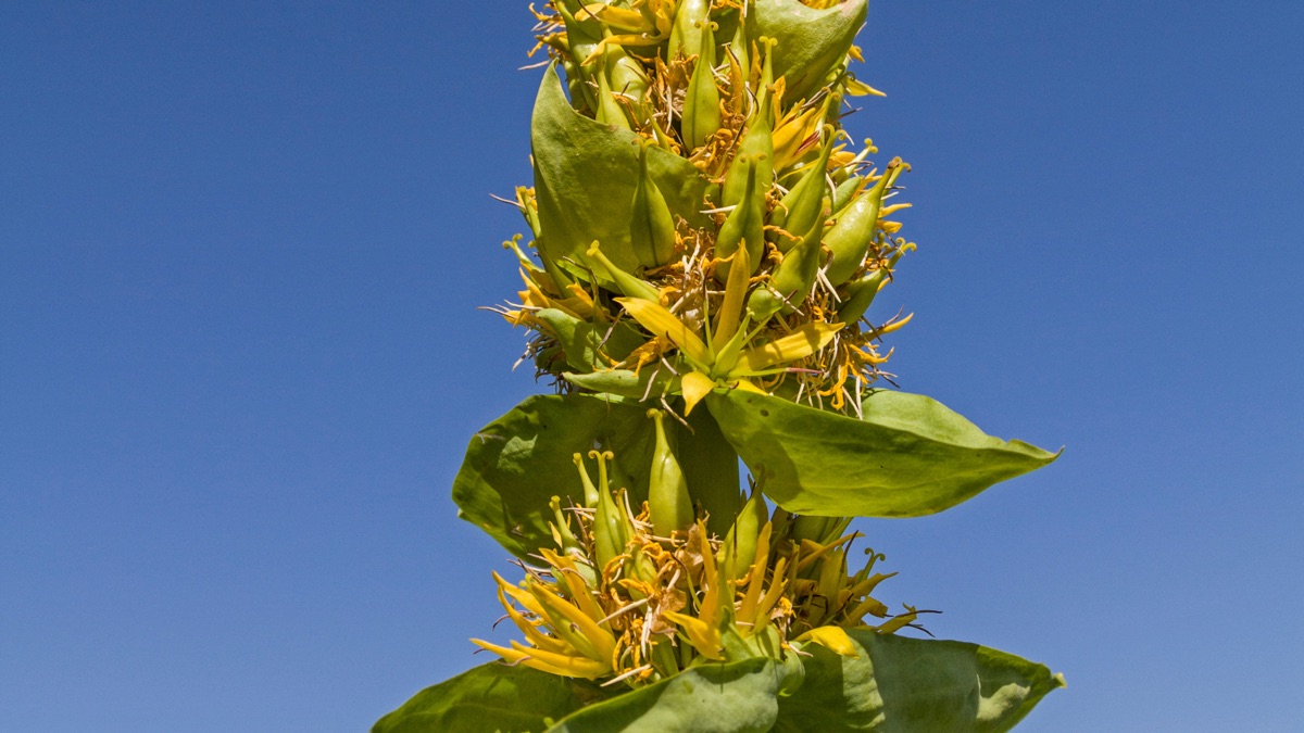 Gentiane jaune en fleur sur un plateau du Cantal