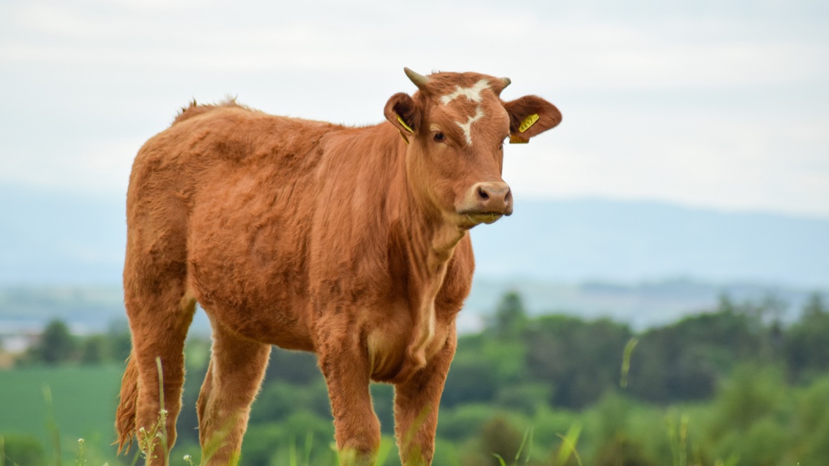 Portrait d’une vache Salers