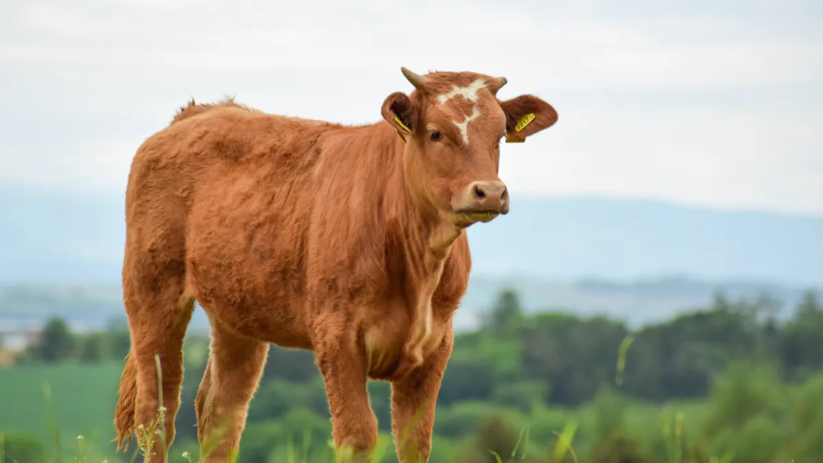 Portrait d’une vache Salers