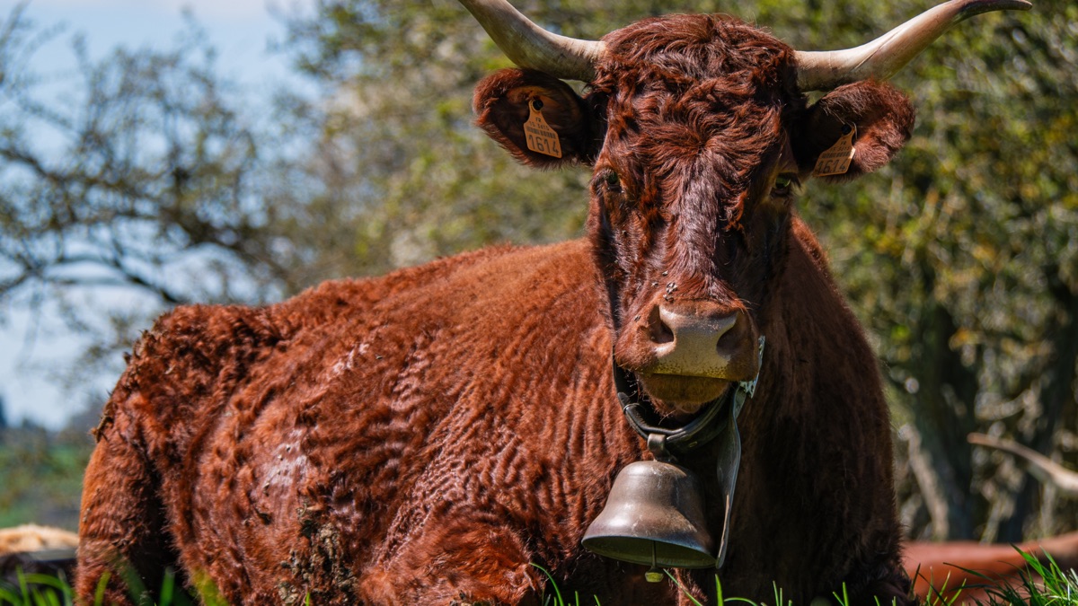 Vache Salers avec sa cloche dans le Cantal