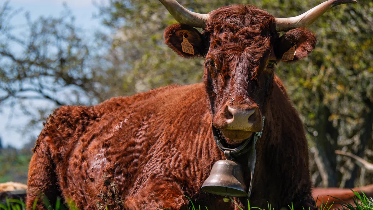 Vache Salers avec sa cloche dans le Cantal
