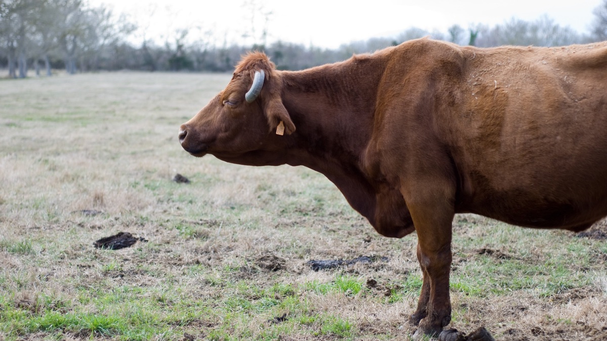Vache Salers dans un pré du Cantal
