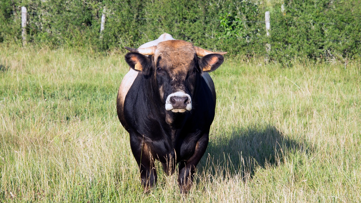 Vache de race Salers dans un pré du Cantal