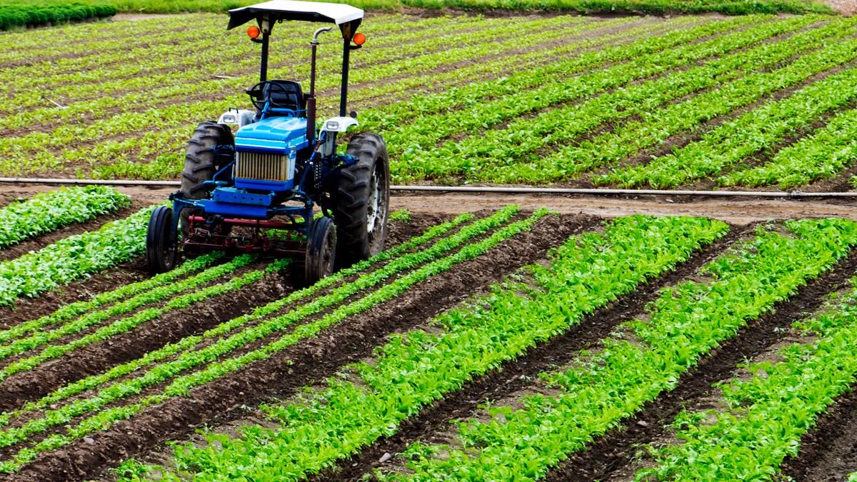 Tracteur réalisant des travaux dans des rangs de cultures