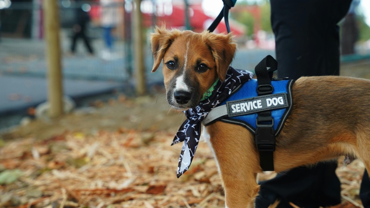 Chien équipé, santé animale
