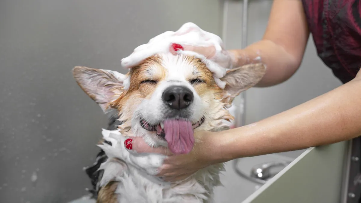 Toiletteur shampouinant un chien au bac de toilettage