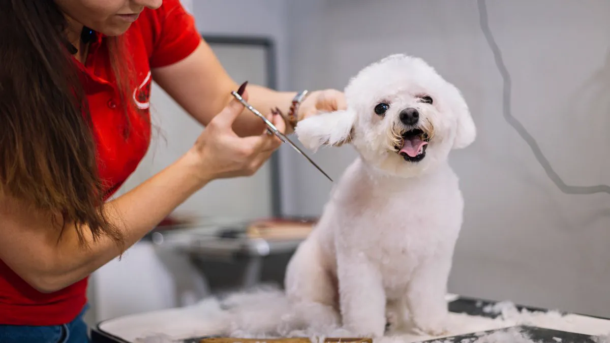 Toiletteuse taillant aux ciseaux un bichon sur la table