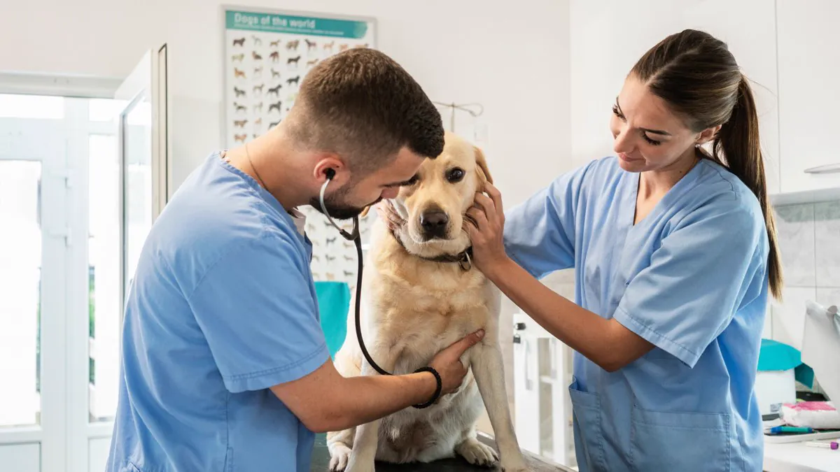 Vétérinaires auscultant un labrador à la clinique