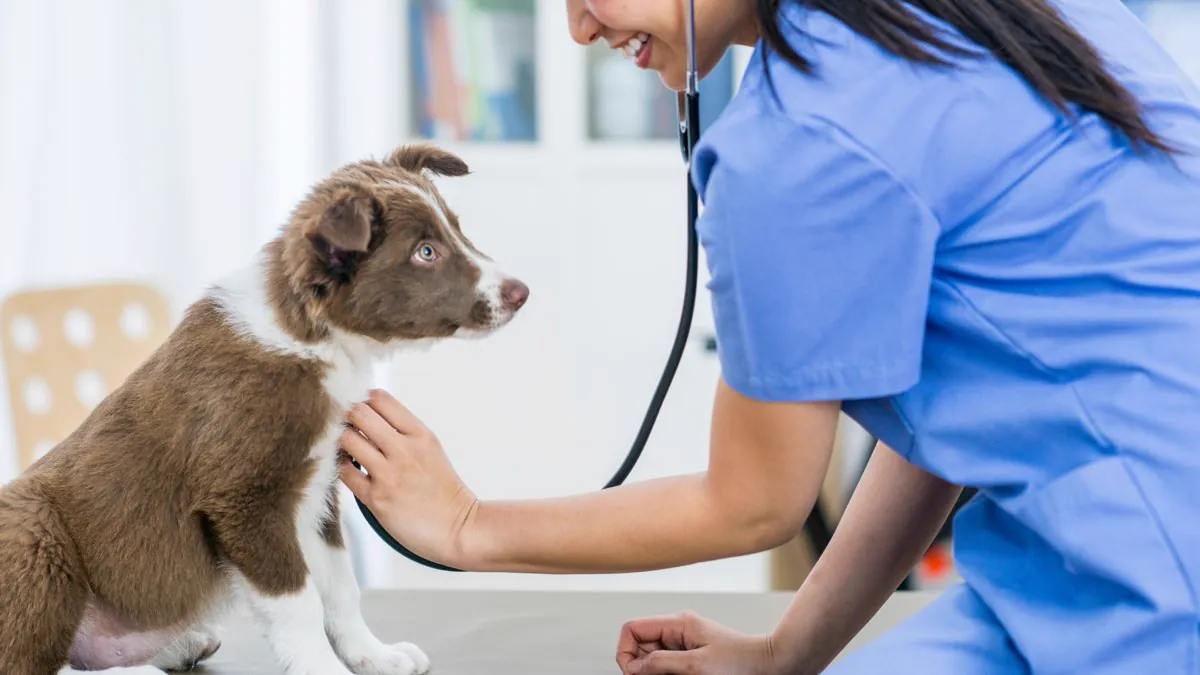 Vétérinaire auscultant un chiot au stéthoscope