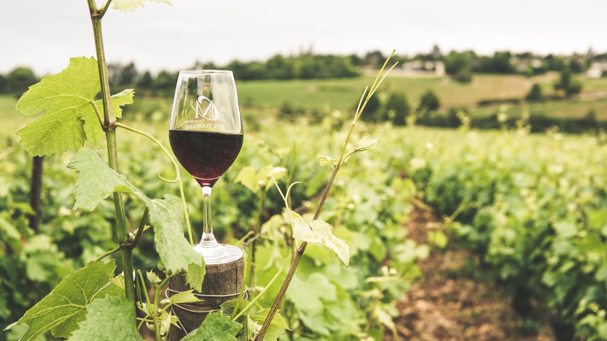 Verre de vin rouge dans un vignoble