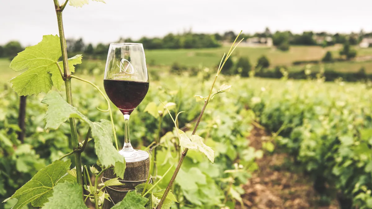 Verre de vin rouge dans un vignoble