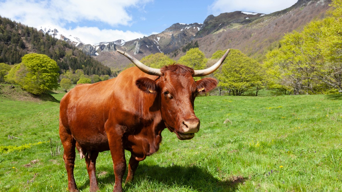 Vache à cornes dans un pré du Cantal