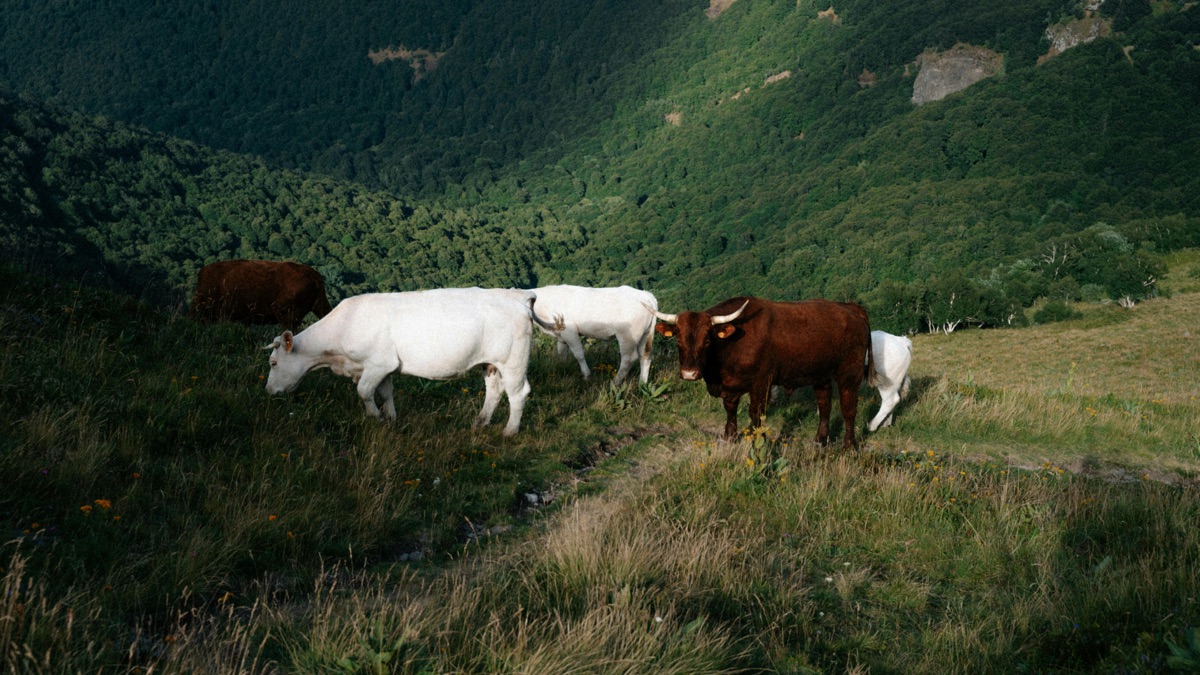 Vaches au pâturage dans le Cantal