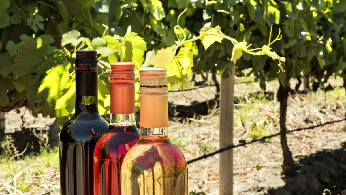 Bouteilles de vin dans un vignoble
