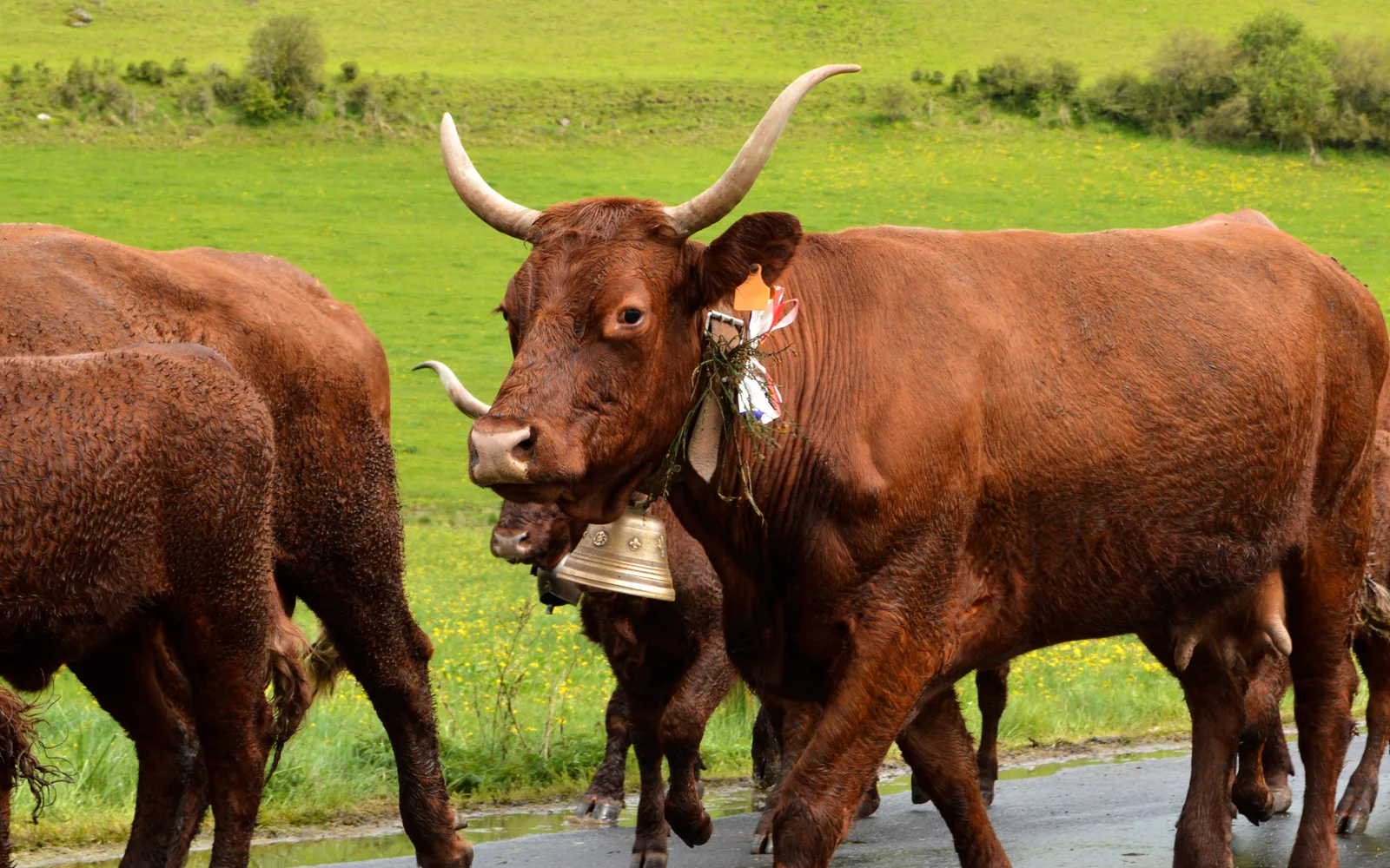 Marché de producteurs dans le Cantal — création de site internet à Riom-ès-Montagnes