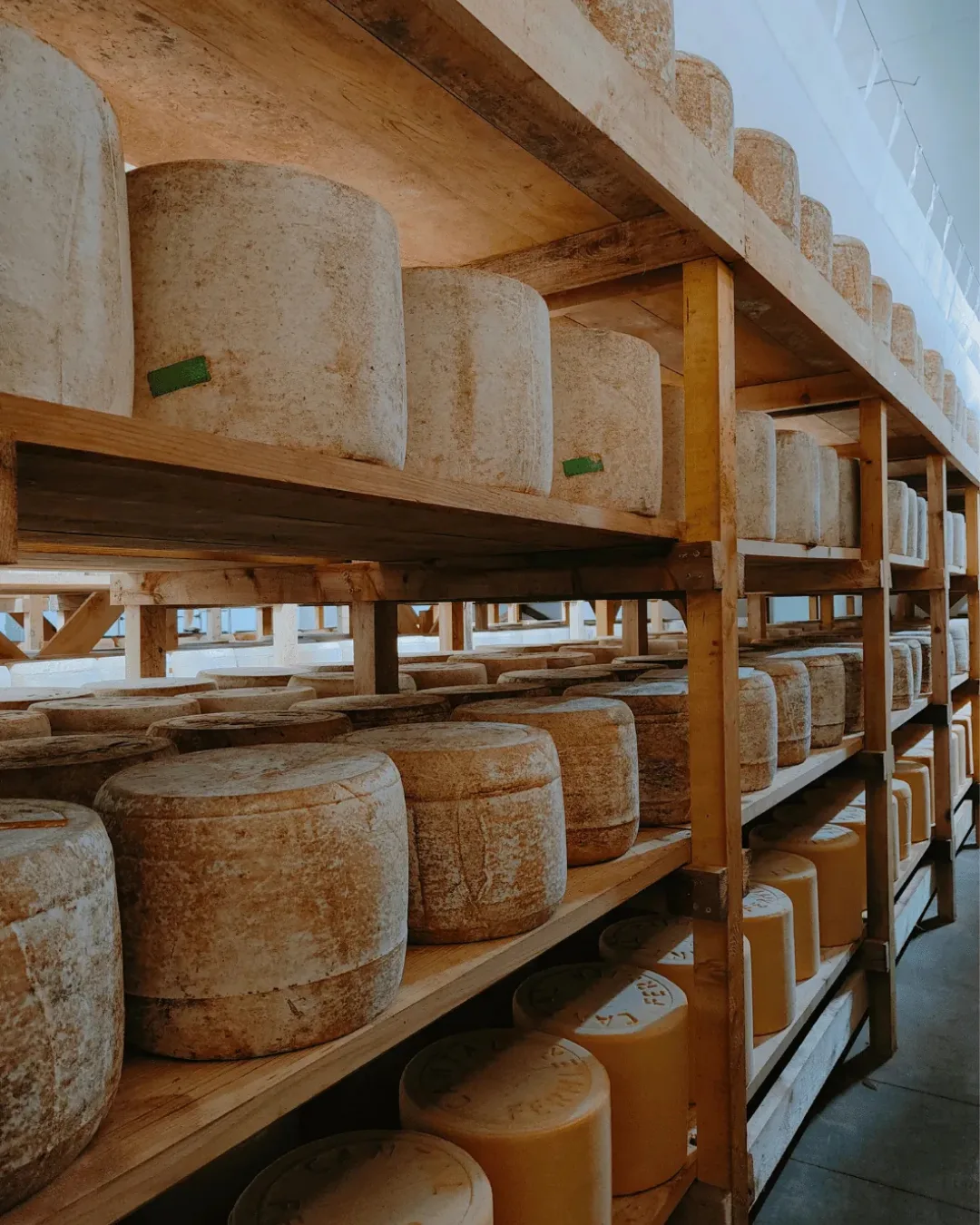 La cave d'affinage de la Ferme de Ferrand, meules sur planches
