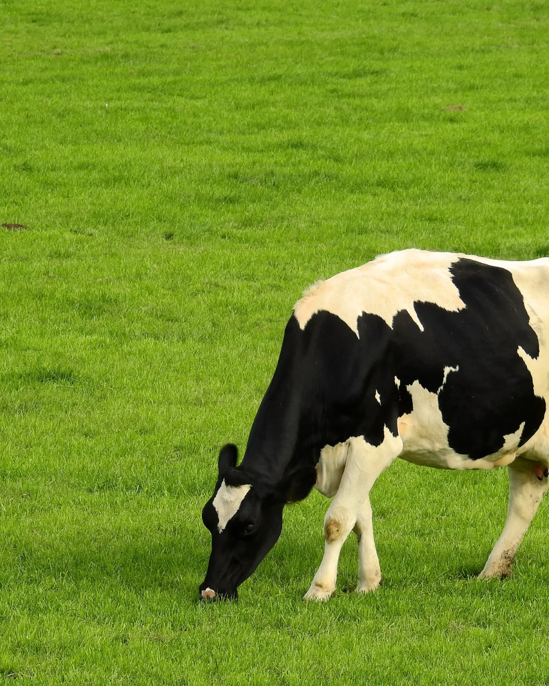 Troupeau au pâturage sur les terres de la Ferme de Ferrand
