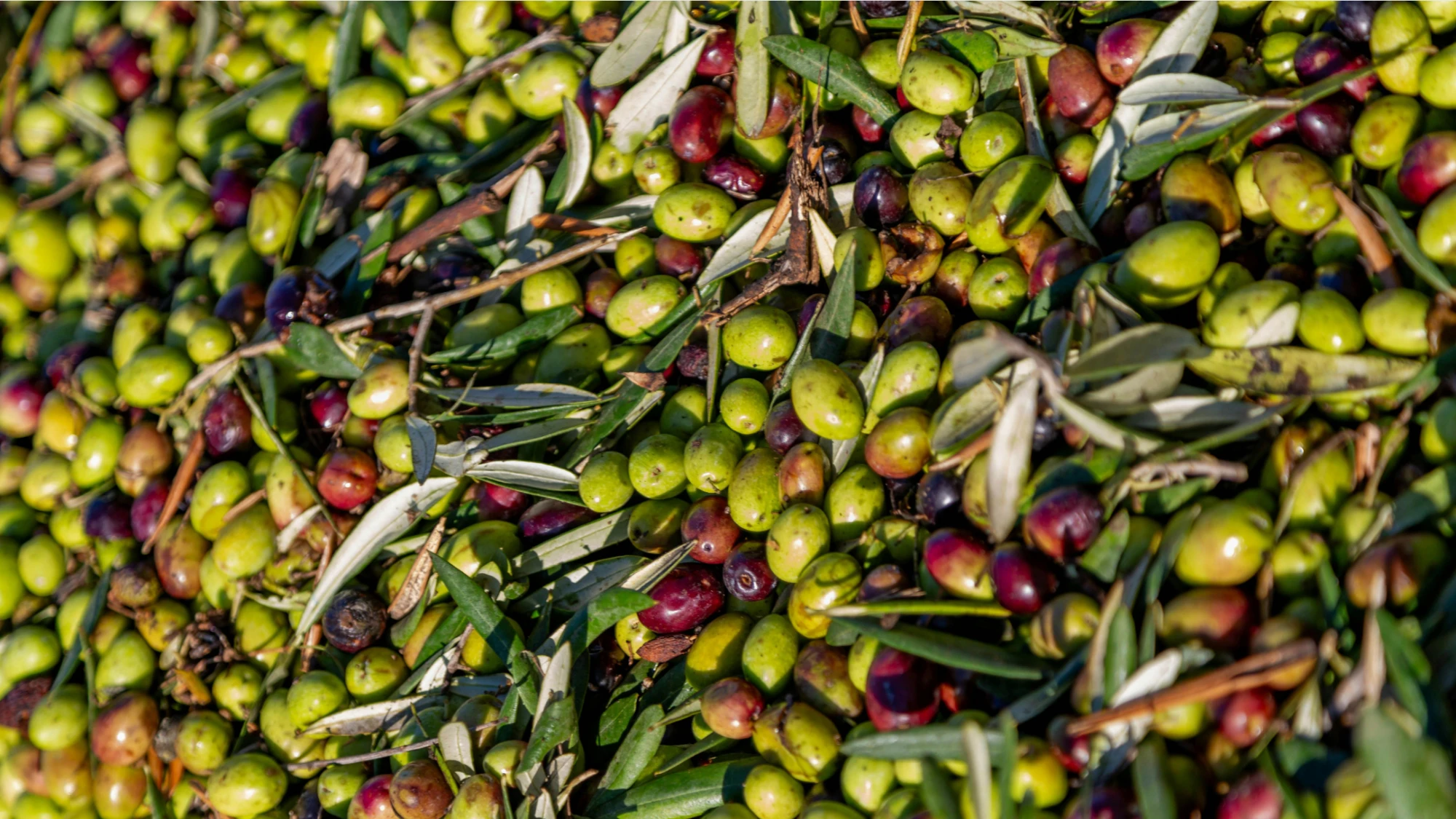 Olives fraîchement cueillies — terroir de Provence