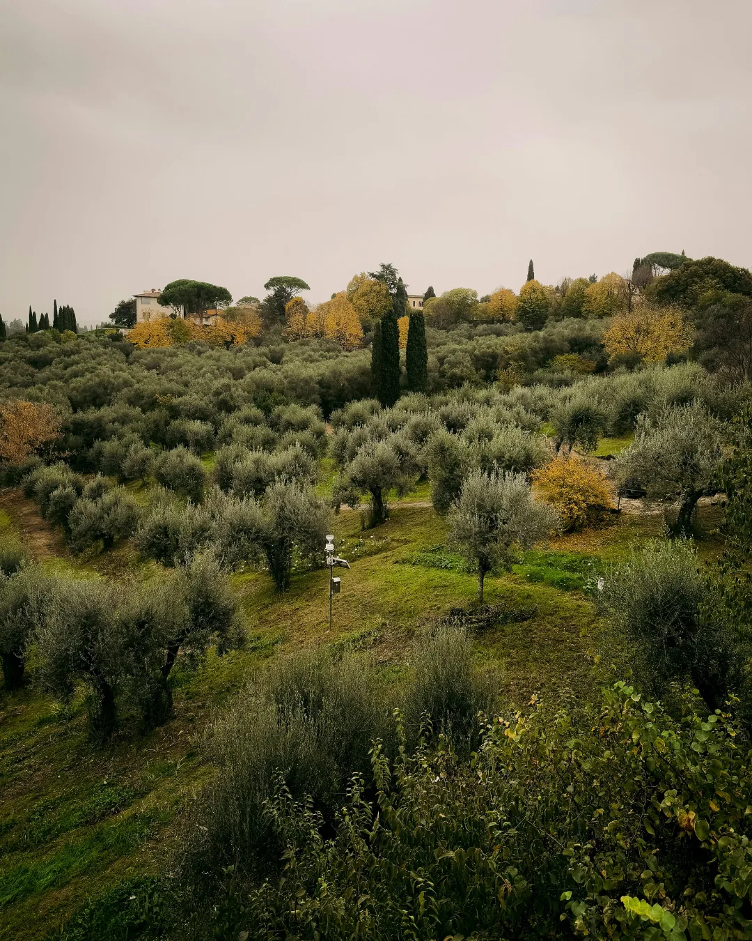 Oliveraies et collines du terroir provençal